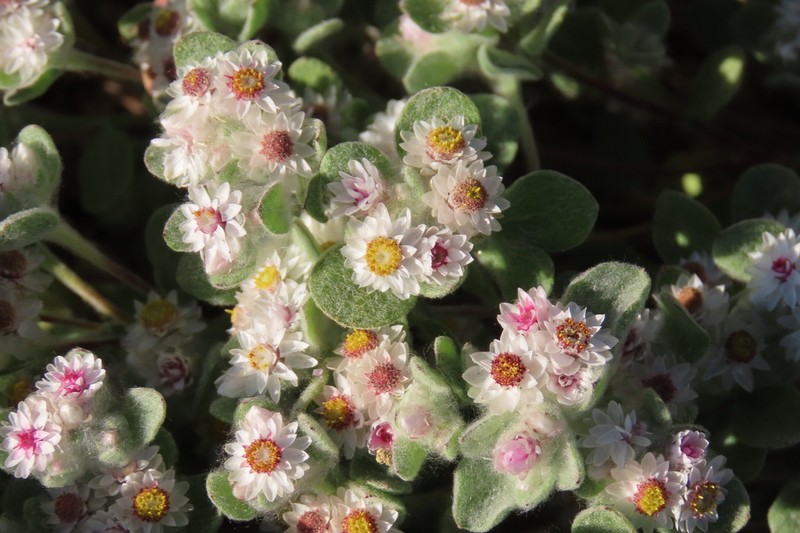 Helichrysum gariepinum photo 2