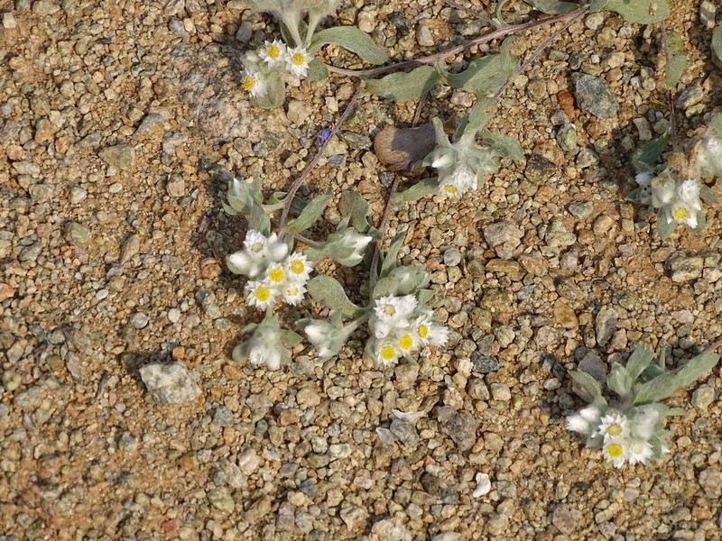 Helichrysum gariepinum photo 3