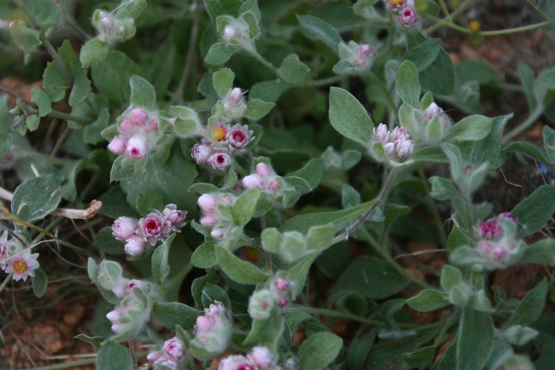 Helichrysum gariepinum photo 4