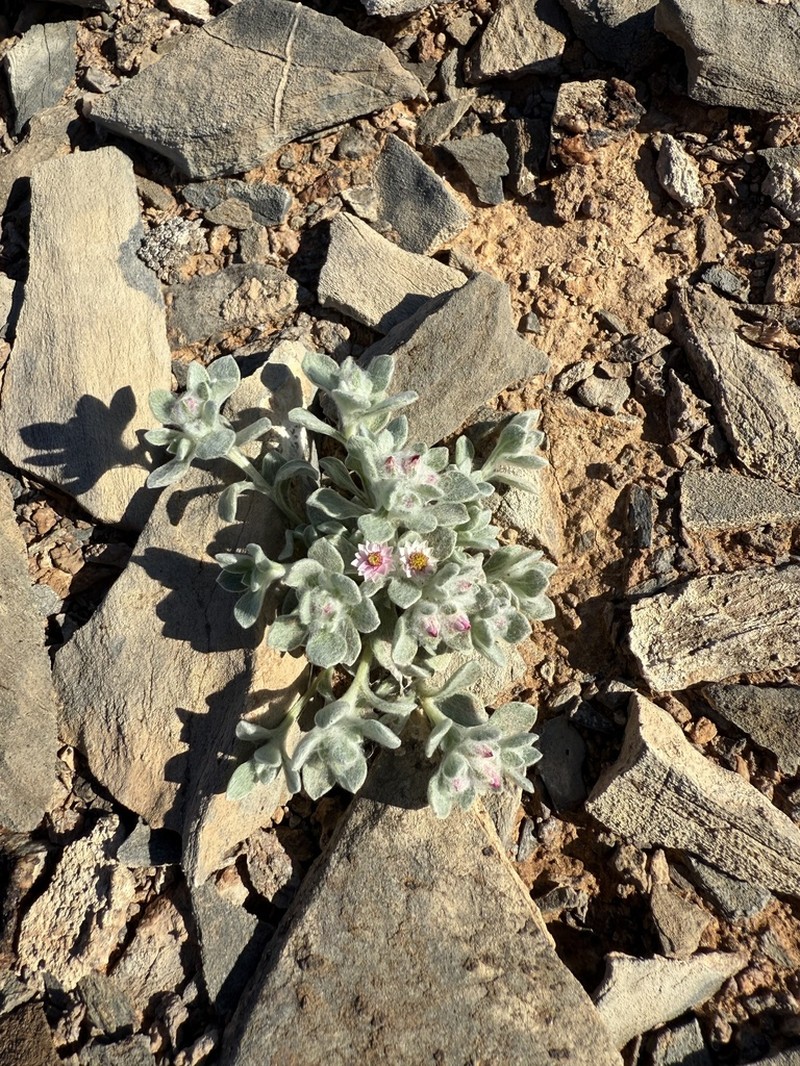 Helichrysum gariepinum photo 5