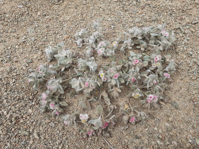 Helichrysum gariepinum photo 6