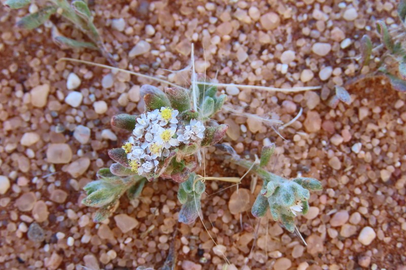 Helichrysum gariepinum photo 7