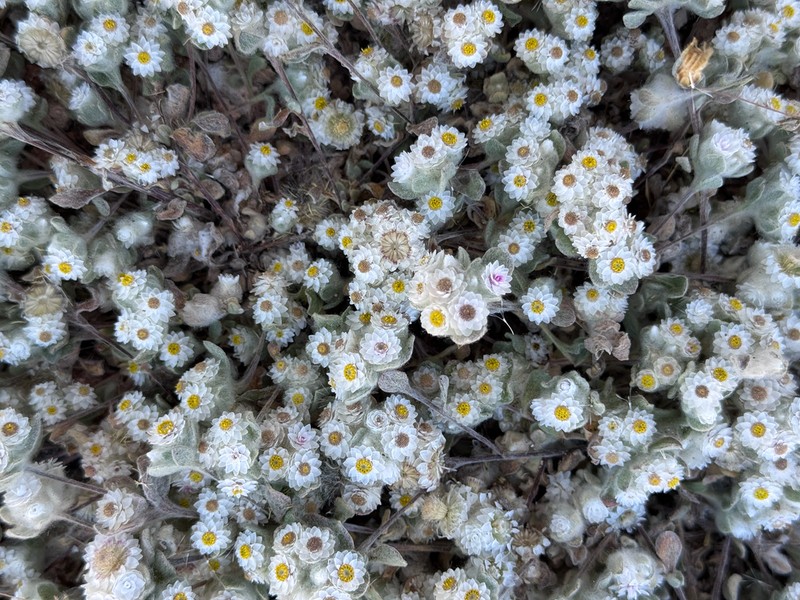 Helichrysum gariepinum photo 8