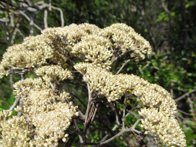 Helichrysum geayi