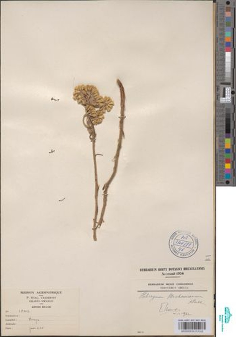 Helichrysum geminatum photo 2