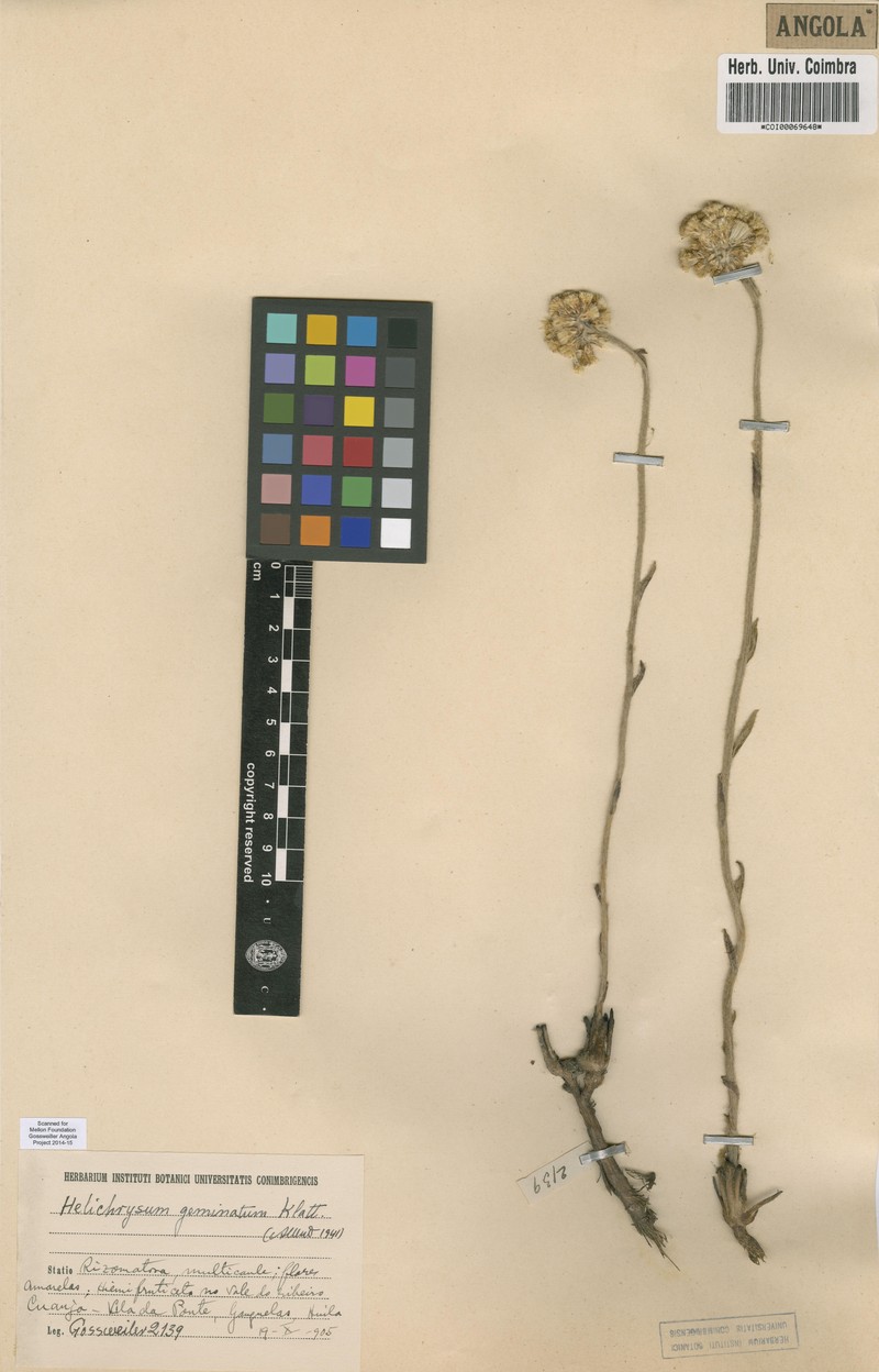 Helichrysum geminatum photo 4