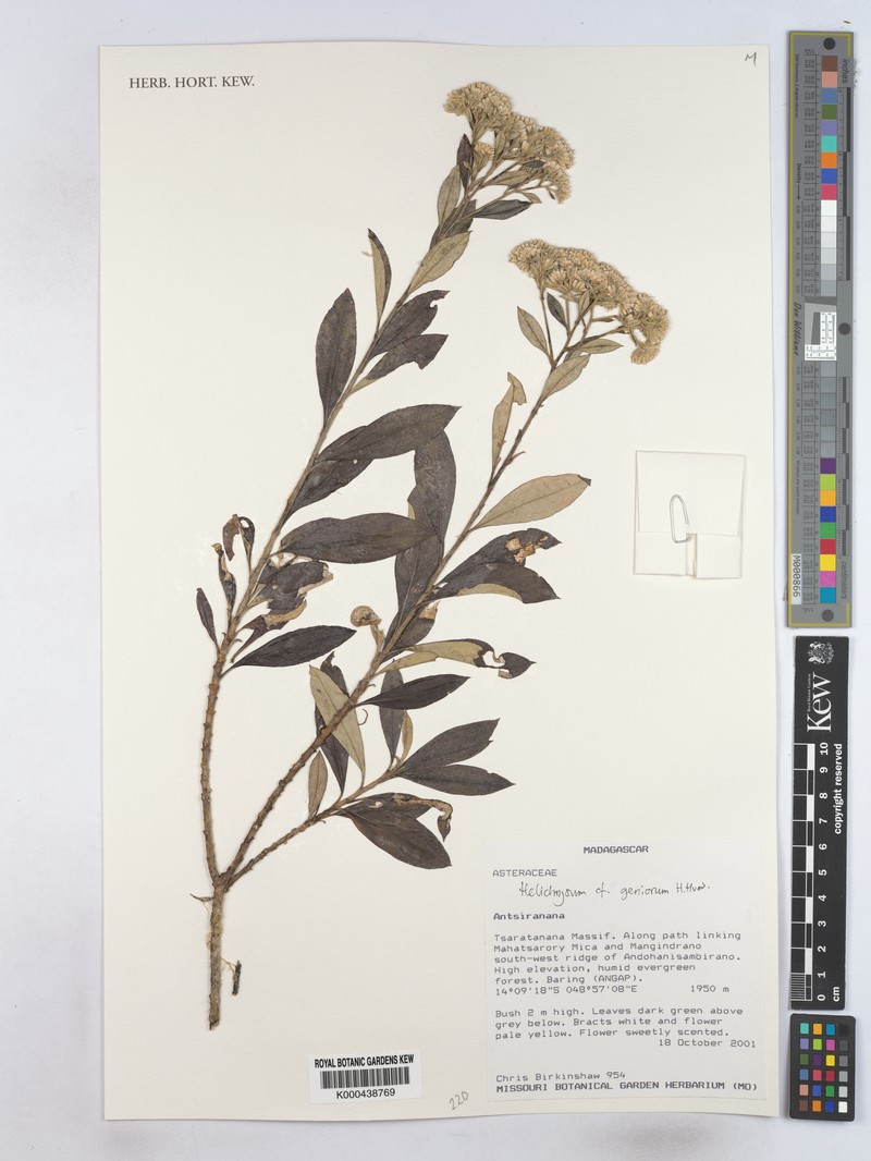 Helichrysum geniorum photo 2
