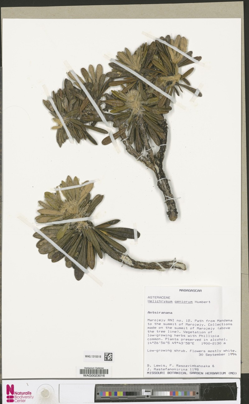Helichrysum geniorum photo 3