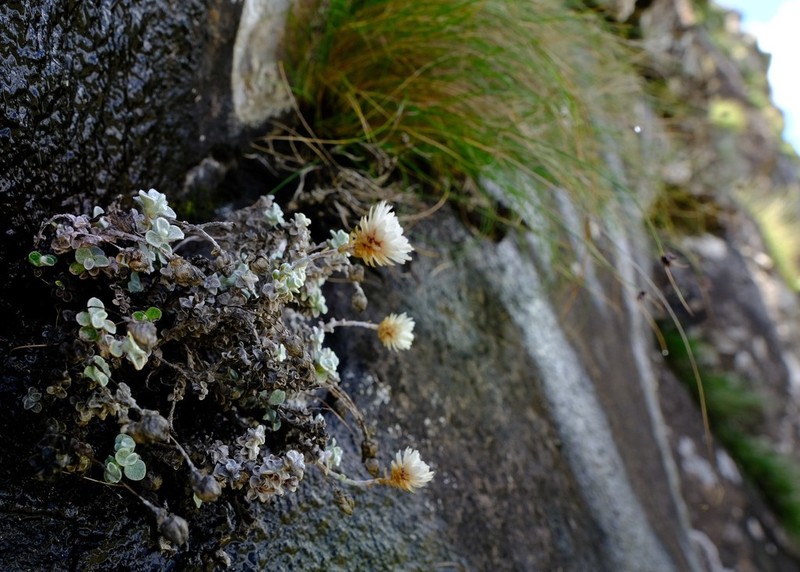 Helichrysum glaciale photo 3