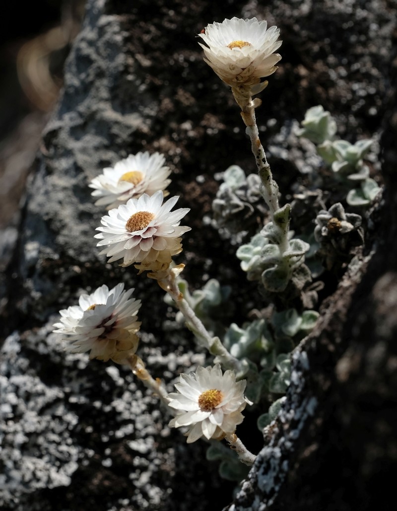 Helichrysum glaciale photo 4