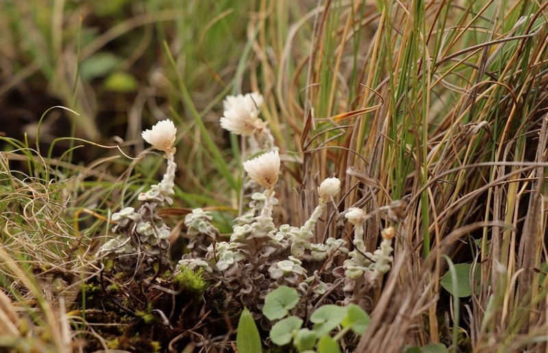 Helichrysum glaciale photo 5