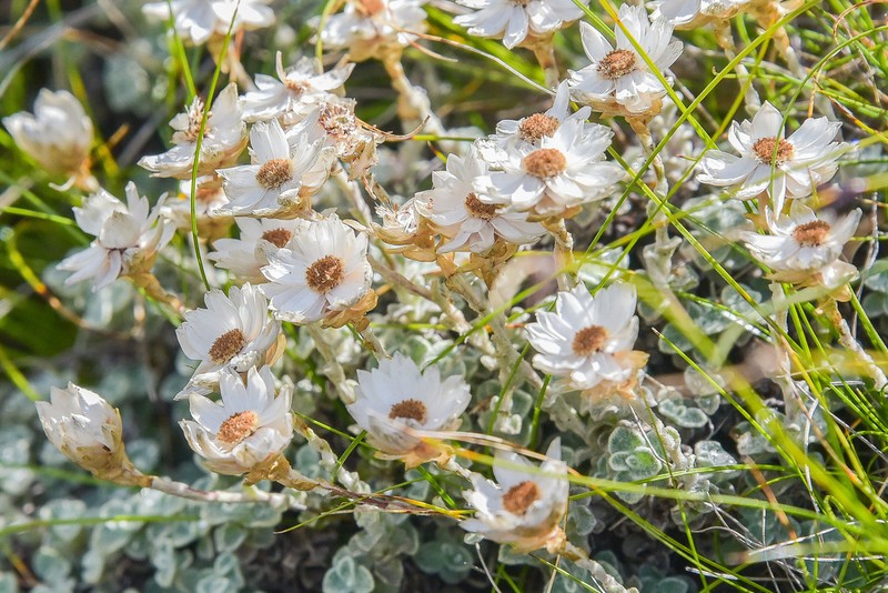 Helichrysum glaciale photo 6