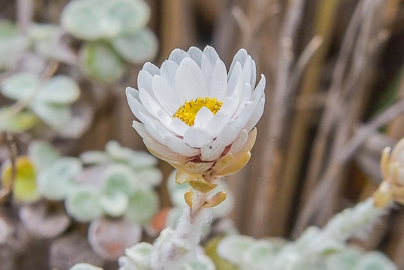 Helichrysum glaciale photo 7
