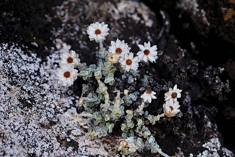 Helichrysum glaciale photo 8