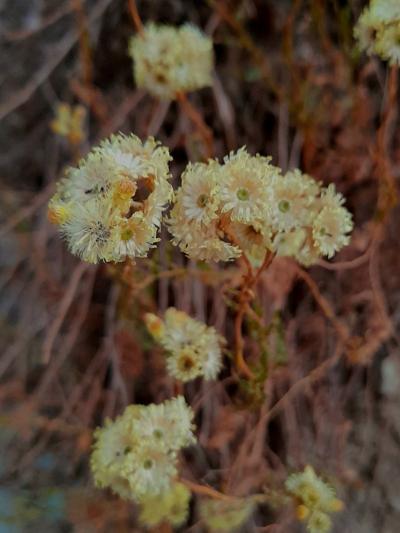 Helichrysum globiferum