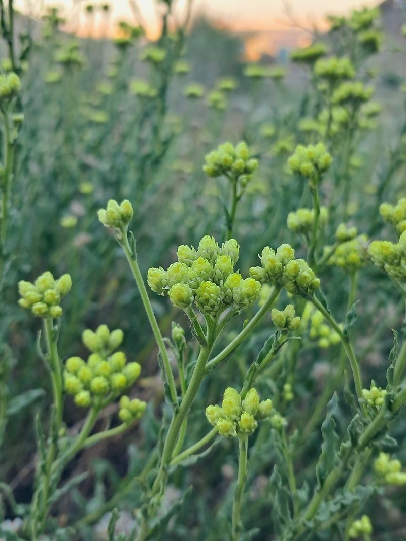 Helichrysum globiferum photo 2