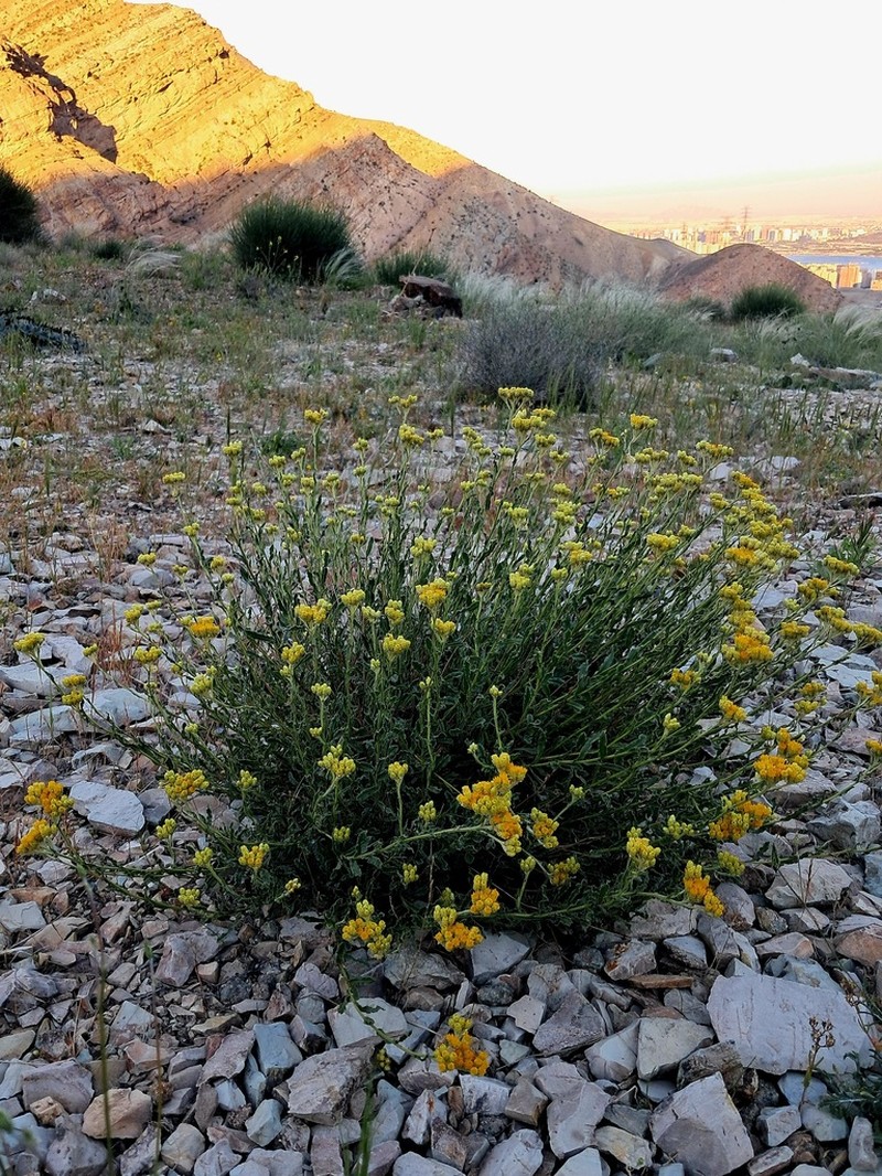 Helichrysum globiferum photo 3