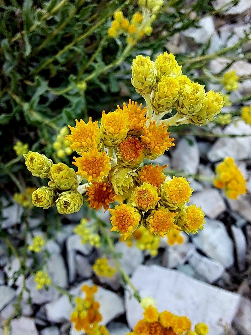 Helichrysum globiferum photo 4