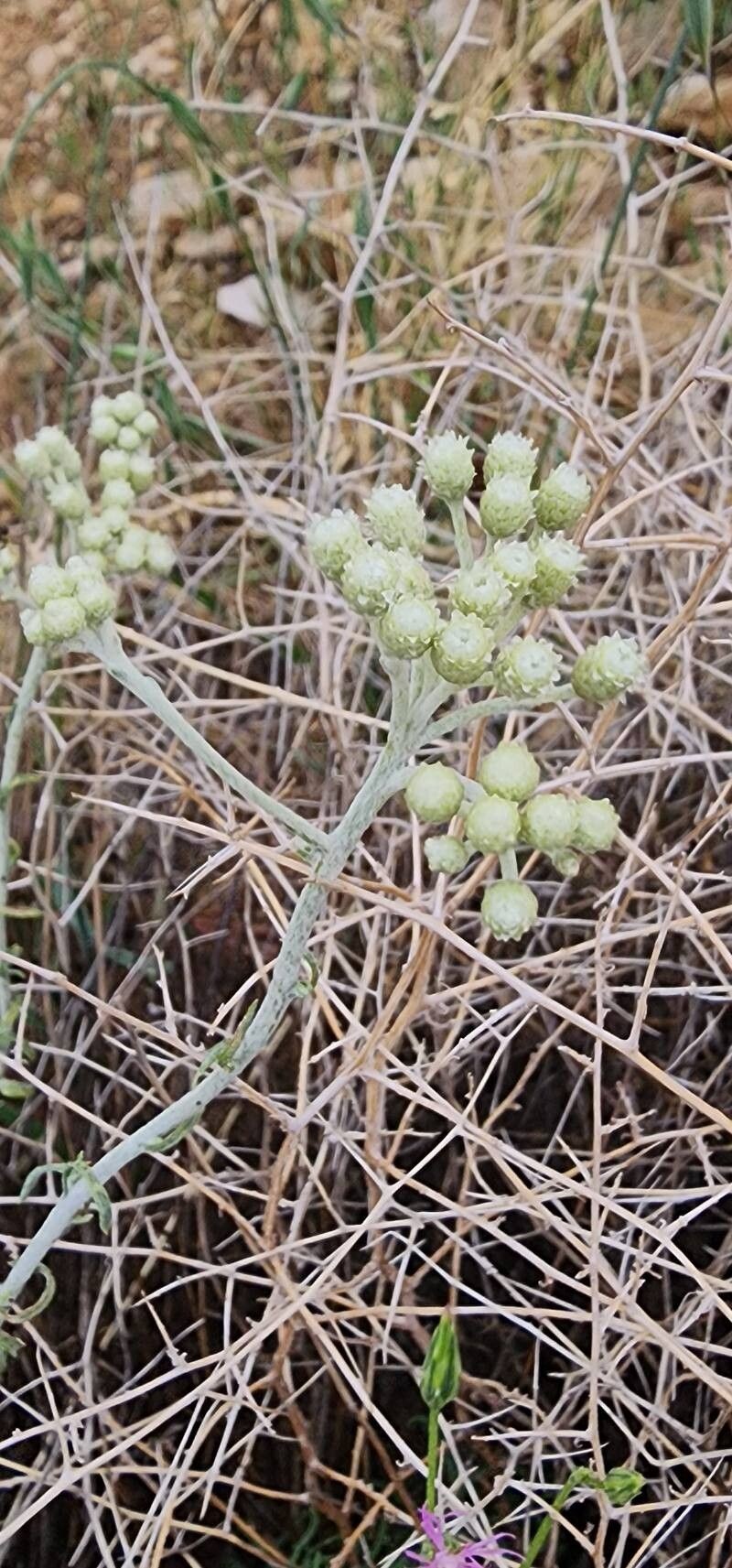 Helichrysum globiferum photo 5