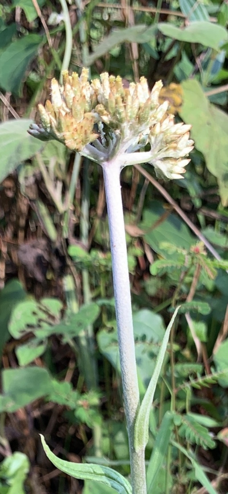 Helichrysum globosum photo 2