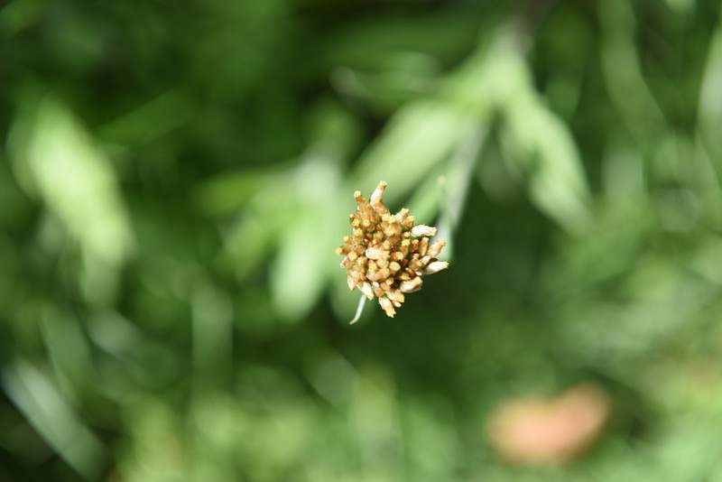 Helichrysum globosum photo 3