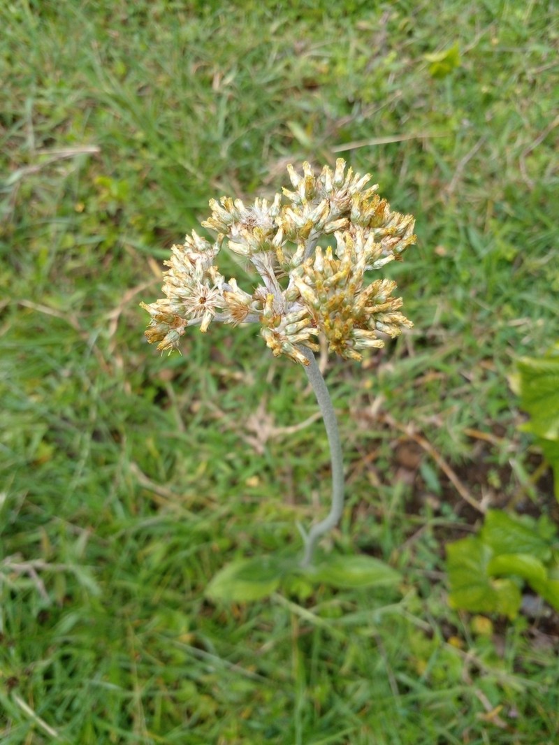 Helichrysum globosum photo 4