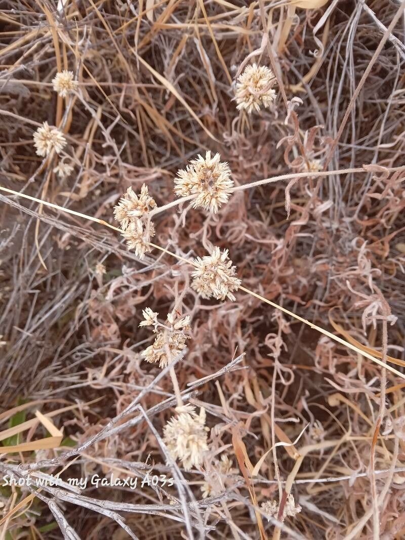 Helichrysum globosum photo 5