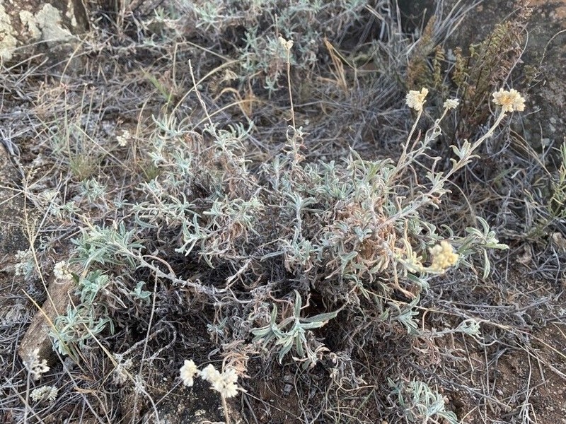 Helichrysum globosum photo 6