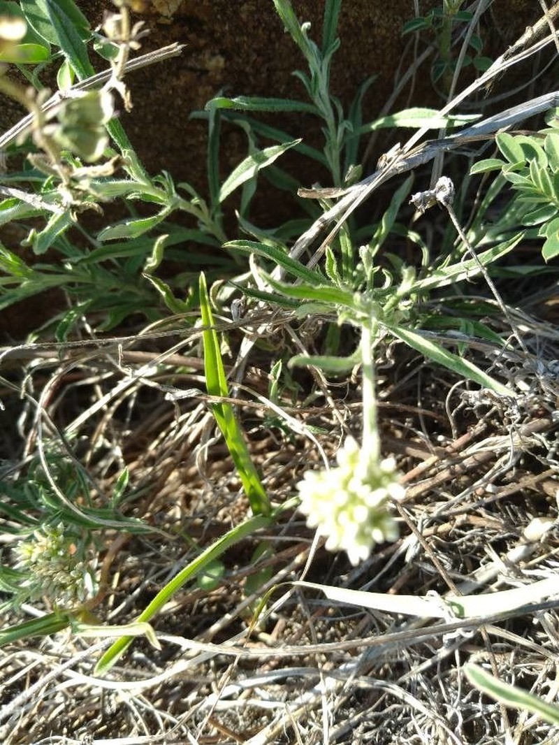 Helichrysum globosum photo 7