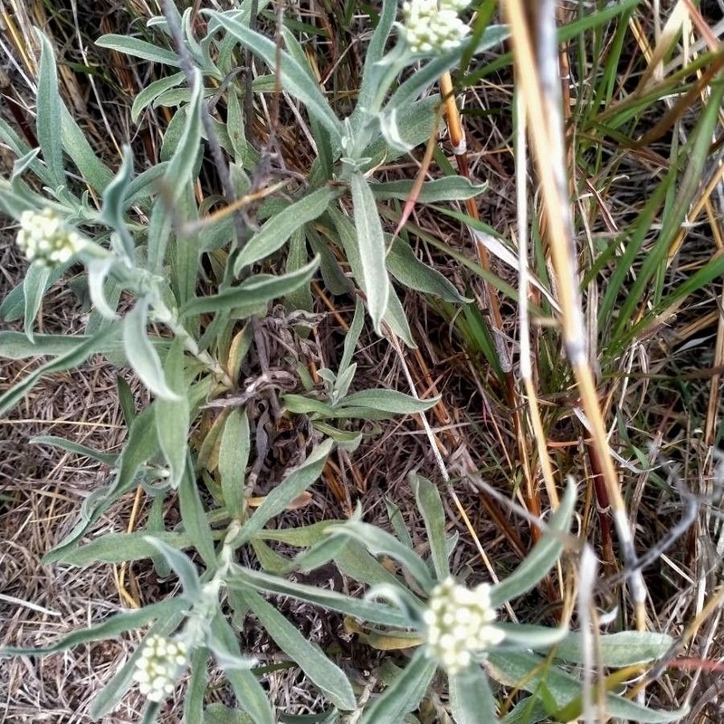 Helichrysum globosum photo 8
