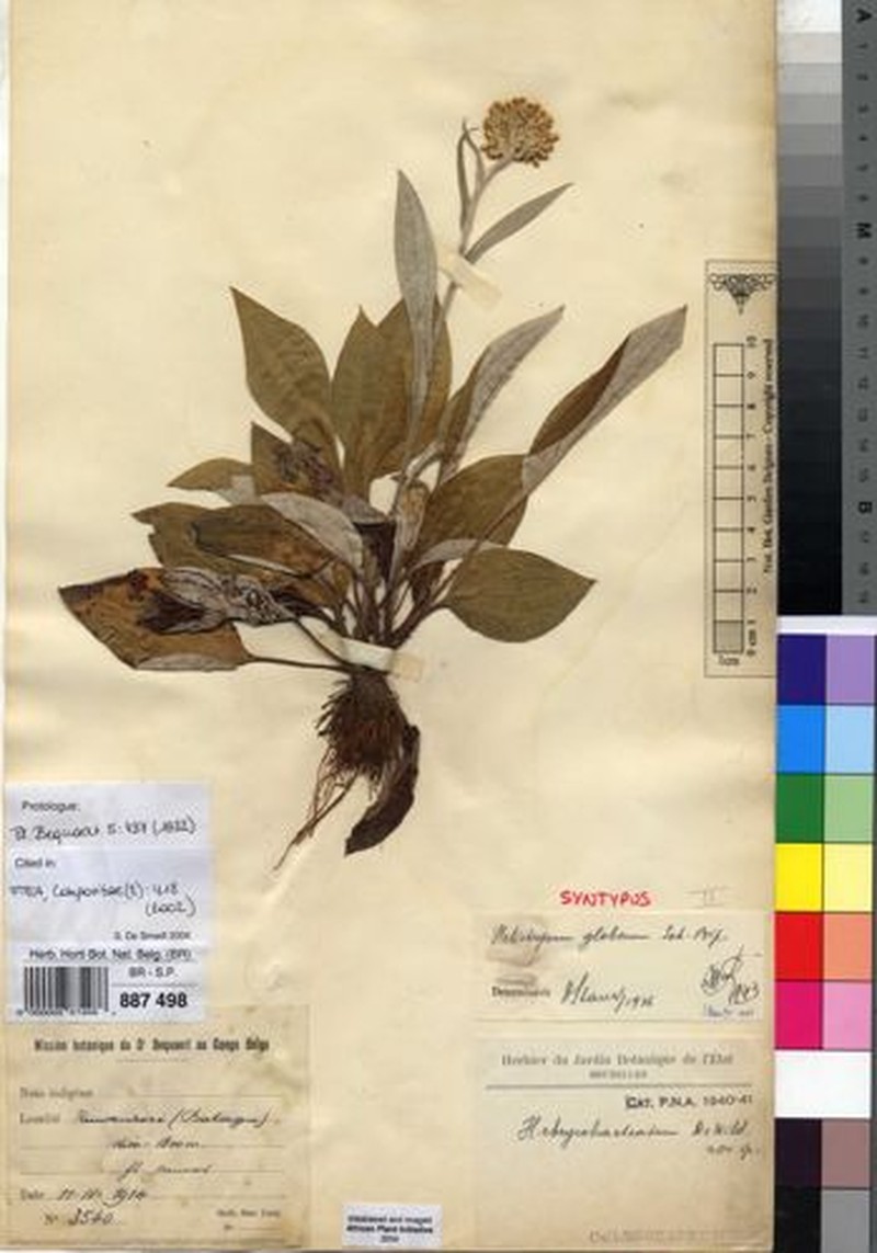 Helichrysum globosum var. globosum