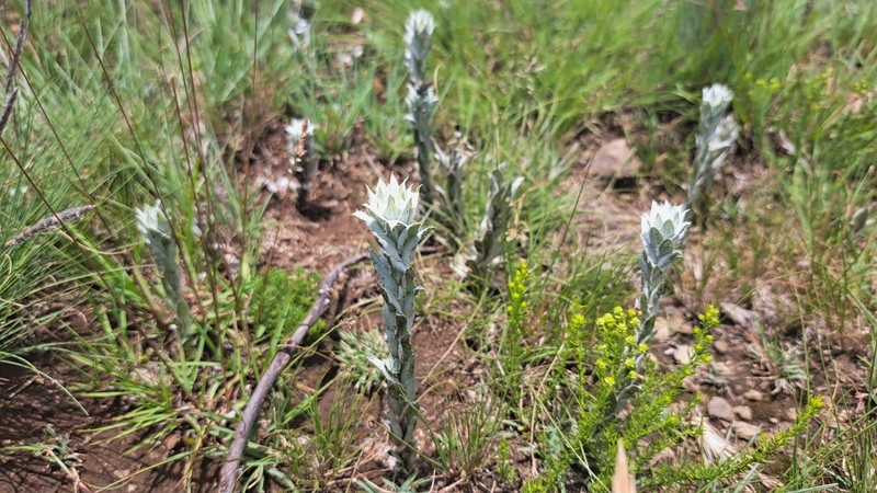 Helichrysum glomeratum