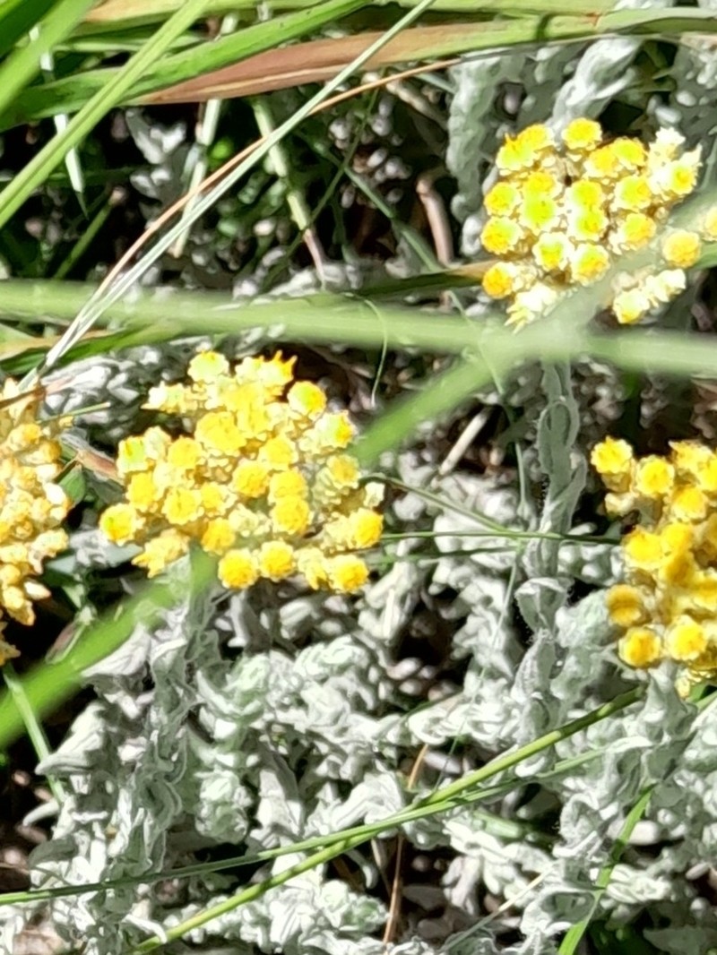 Helichrysum glomeratum photo 2