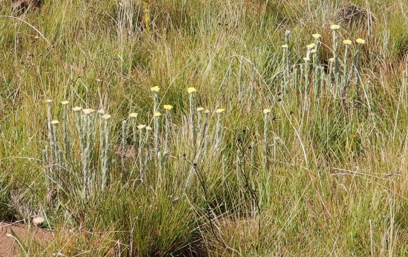 Helichrysum glomeratum photo 3