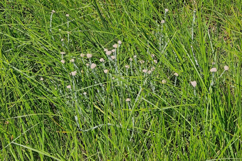 Helichrysum glomeratum photo 4