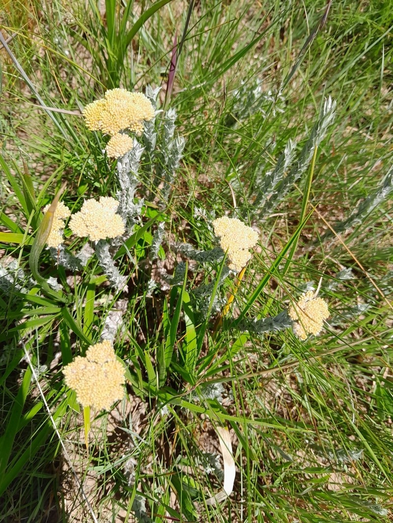 Helichrysum glomeratum photo 5