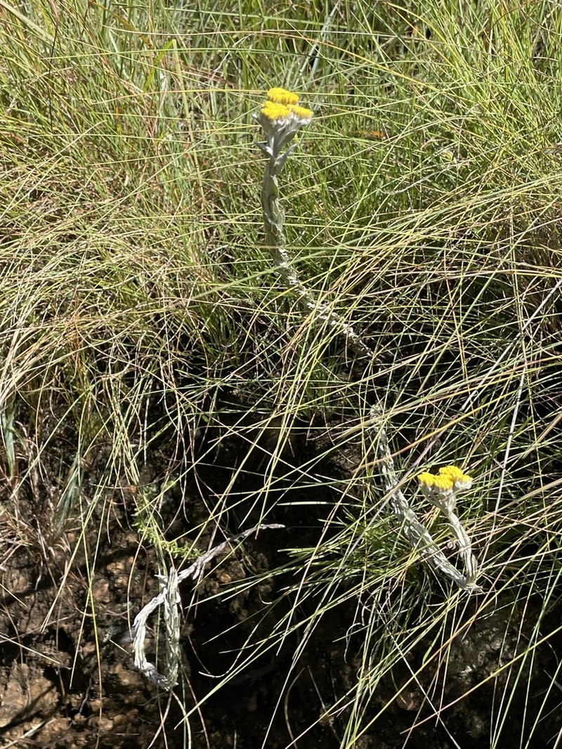 Helichrysum glomeratum photo 6