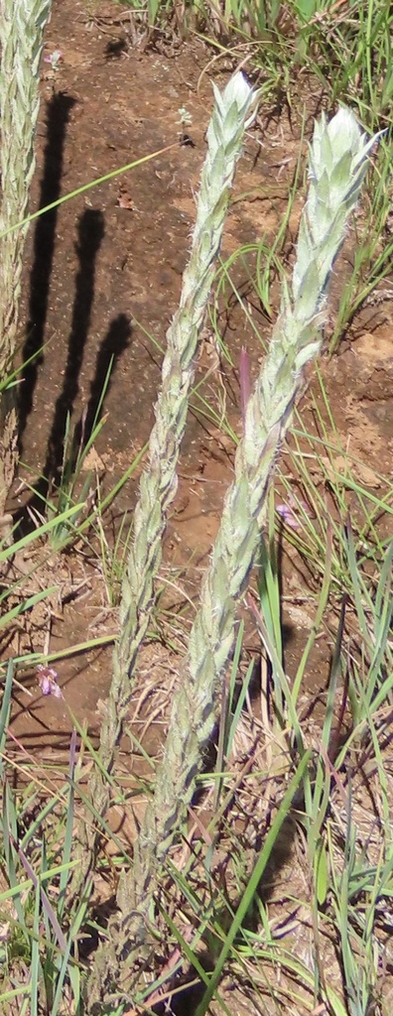 Helichrysum glomeratum photo 7