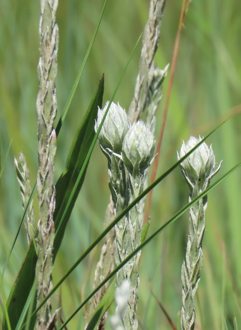 Helichrysum glomeratum photo 8