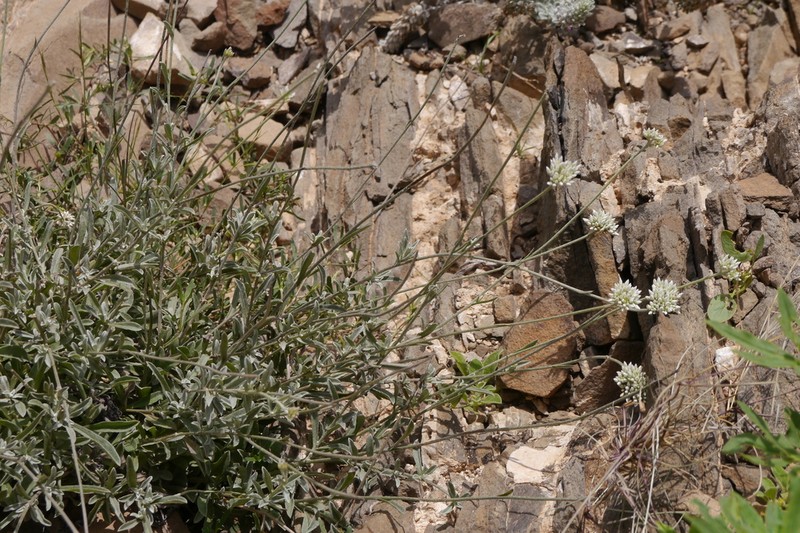 Helichrysum glumaceum