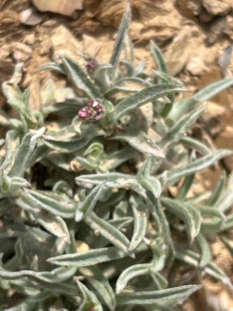 Helichrysum glumaceum photo 2