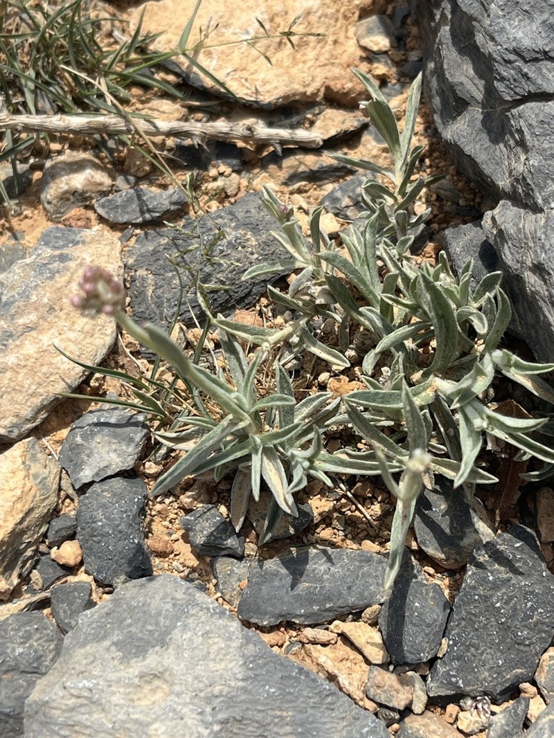 Helichrysum glumaceum photo 3