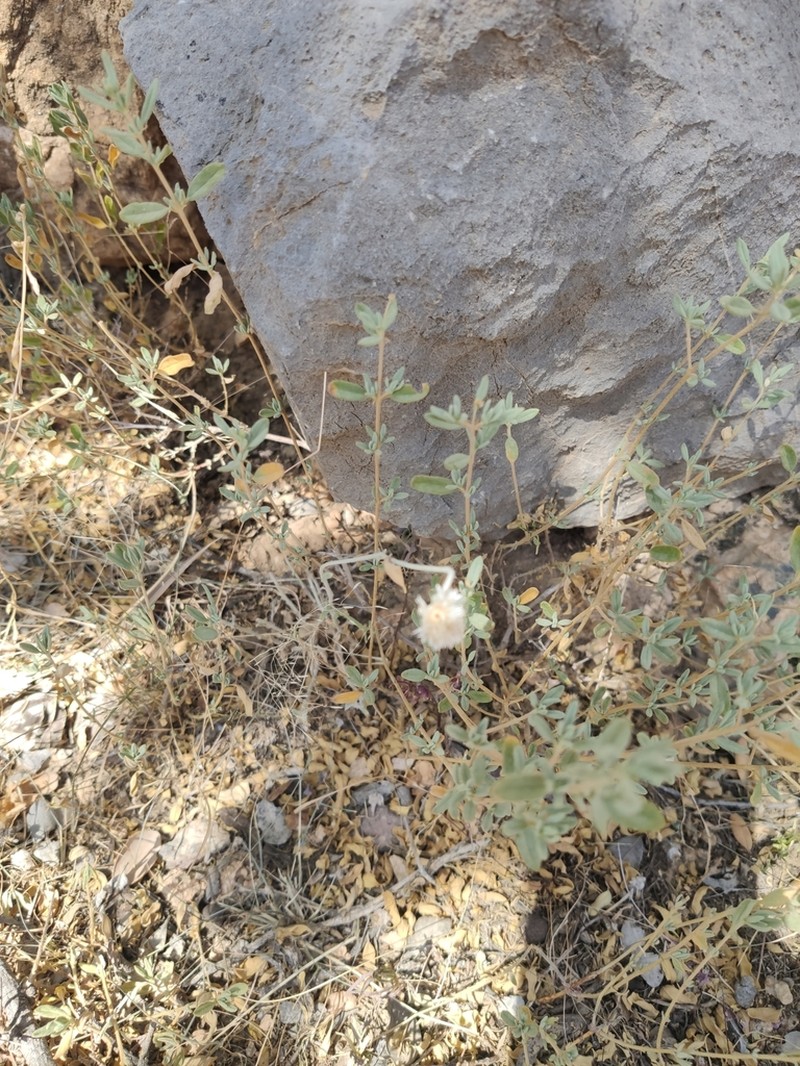 Helichrysum glumaceum photo 5