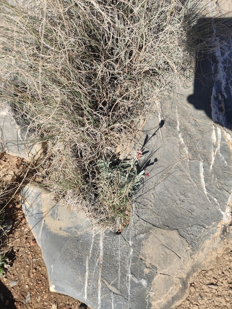 Helichrysum glumaceum photo 8