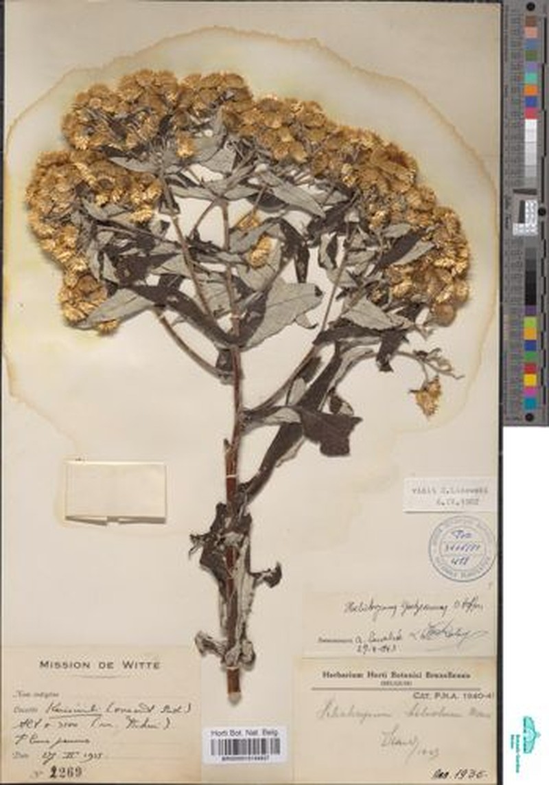 Helichrysum goetzeanum photo 2