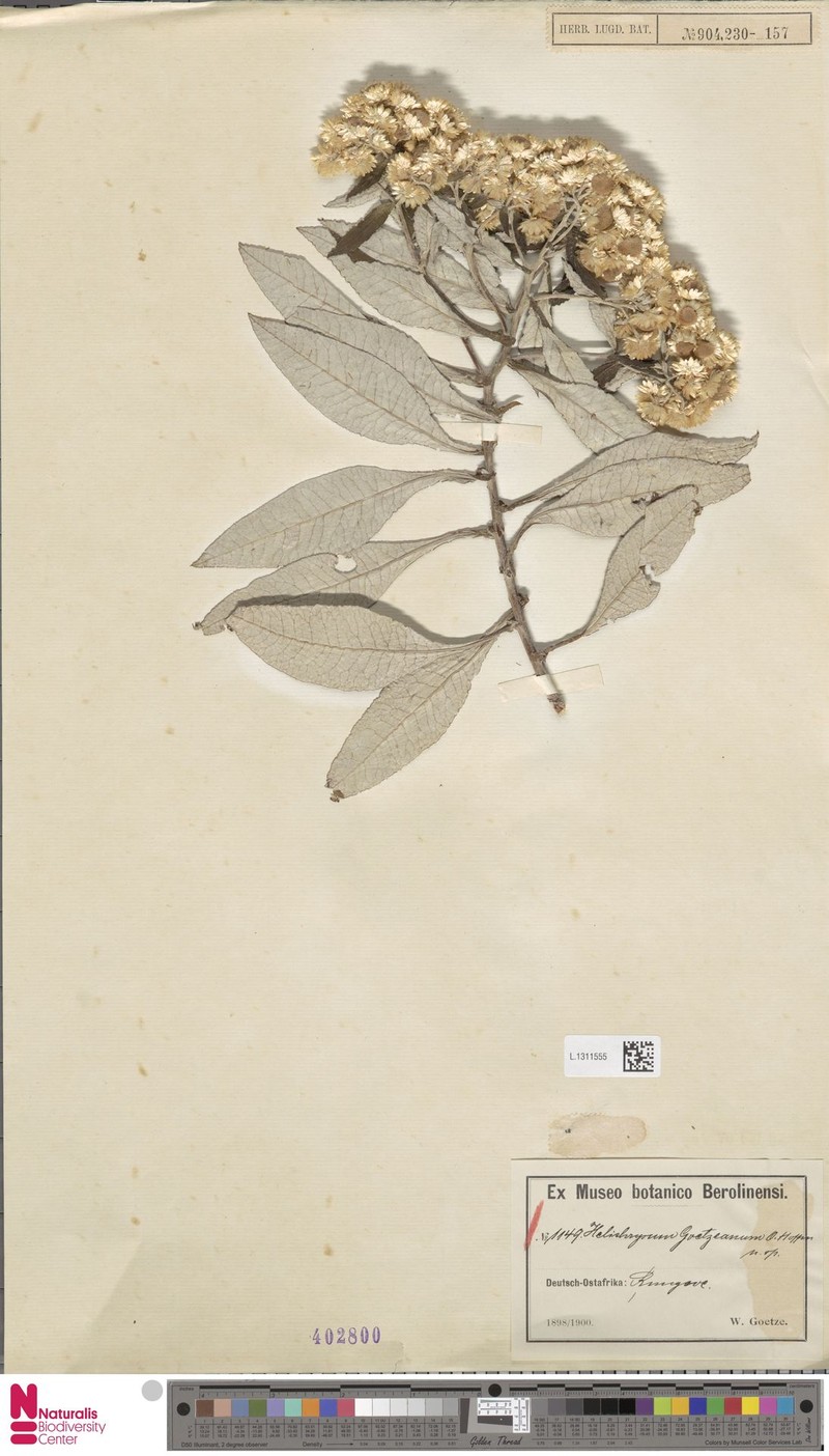 Helichrysum goetzeanum photo 3