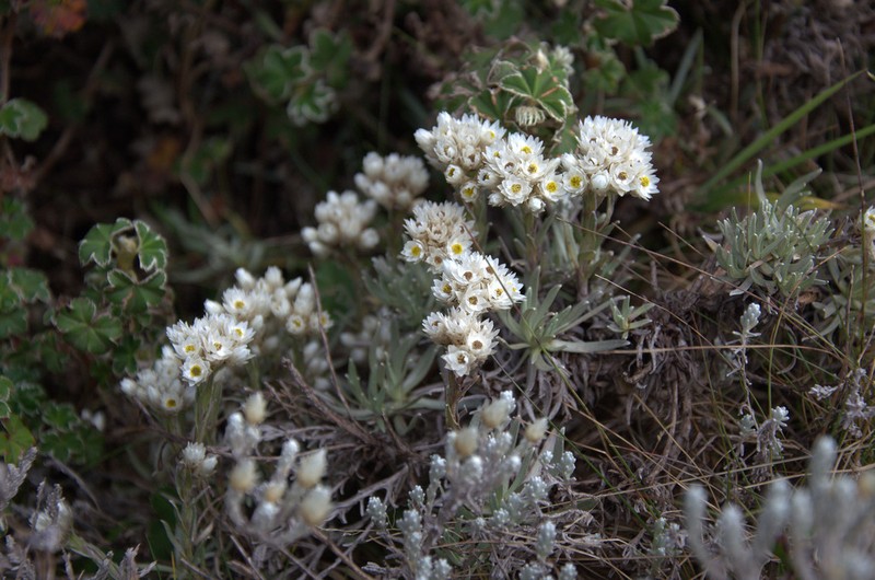Helichrysum gofense