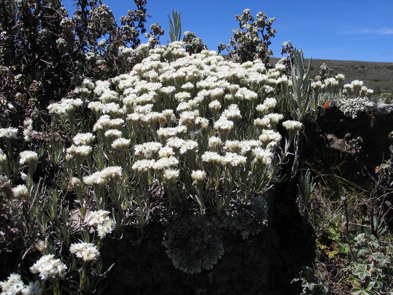 Helichrysum gofense photo 2