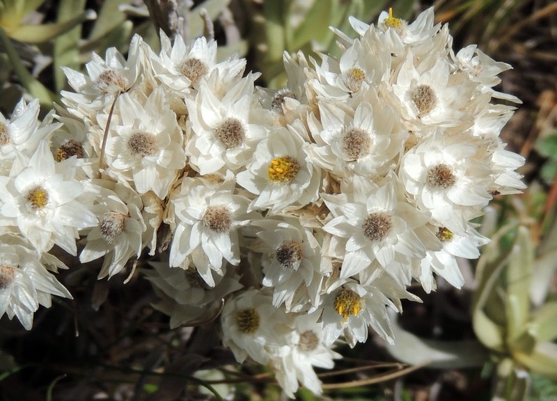 Helichrysum gofense photo 3