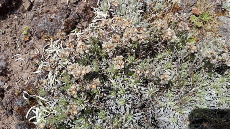 Helichrysum gofense photo 4